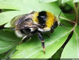 Image result for Bombus semenoviellus
