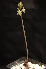 Image result for Plicosepalus sagittifolius