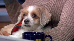 Man S Best Friend Owning A Dog Linked To Lower Death Rate Study Says Abc News Fetching you over 20,000 dog images accessible by over 120 breeds. man s best friend owning a dog linked