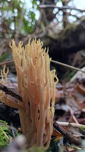 Image result for Ramaria stricta
