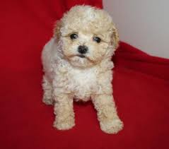 Get healthy pups from responsible and professional breeders at puppyspot. Bich Poo Puppy For Sale Adoption Rescue For Sale In Cassville Missouri Classified Americanlisted Com