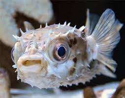 Ok Kesinti Silip Yoketmek Porcupine Puffer Fish Yamanlarnakliyatcorlu Com