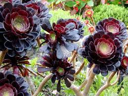 Check spelling or type a new query. Wellington Botanic Garden These Succulents Were Amazing To See In Dark Purple Flowers Black Succulents Succulents