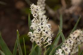 Image result for Schizocarphus nervosus