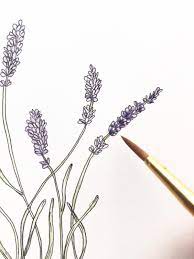 Lavender Drawing Diy In 2021 Ink Pen Drawings Flower Drawing Drawings