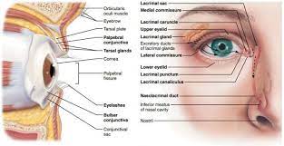 External Anatomy Of The Eye Human Anatomy And Physiology Anatomy And Physiology Anatomy