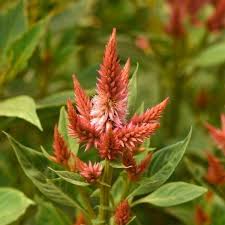 Image result for Celosia stuhlmanniana