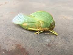 Image result for Habenaria uncicalcar