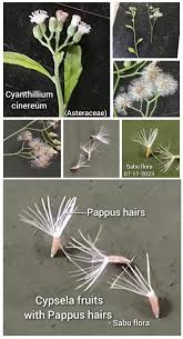 Image result for Rhynchosia divaricata