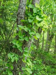 Image result for Aristolochia triactina