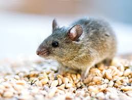 This tool is especially useful when starting a new business or entering a foreign market. Chem Wise Mice And Rat Removal Aurora Il