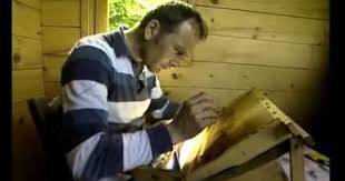 Elevage Des Reine 01 Mp4