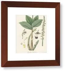 Image result for Liparis nervosa