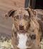 Catahoula Leopard Dog Breed: Personality, History, Care ...
