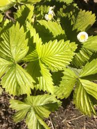 Image result for Fragaria vesca