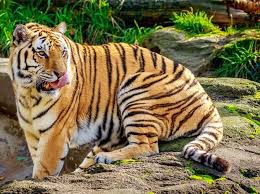 Their safety is the foremost priority. International Tiger Day 2020 Headcount India Status And Other Key Facts Business Standard News