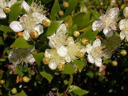 Common Myrtle Flower Pictures Best Flower Wallpaper