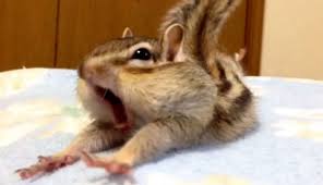 Video Everyday This Pet Chipmunk Wakes Up And Does This Weird Thing But It S Adorable I Want One Pet Chipmunk Squirrel Funny Cute Animals