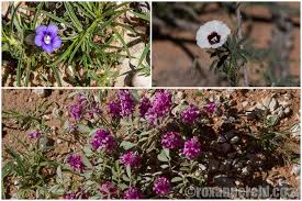 Image result for Hermbstaedtia fleckii