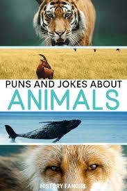 32 best funny animal pictures. 101 Awesome Animal Puns For Funny Animal Captions Statuses