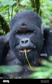 Image result for gorilla teeth