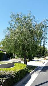 Image result for Agonis flexuosa