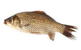 Scopul lucrarii sistemul semiintensiv de crestere a crapului constituie in prezent baza productiei piscicole din tara noastra. CreÈ™terea Crapului In HeleÈ™teie Cyprinus Carpio