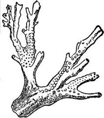 Coral reef painting these pictures of this page are about:simple coral reef painting. 10 Coral Reef Drawing Ideas Coral Reef Drawing Coral Coral Reef