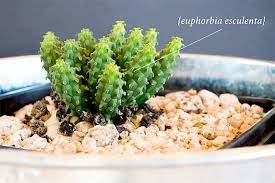 The current issue, march 2021, features one of the most unusual succulent plants in the world, the fascinating. Growing Cacti And Succulents Outdoors And In The Greenhouse Edible New Mexico