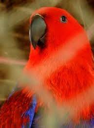 parrot in the cages photography by rahmat nugroho artzolo com photography red painting photography print