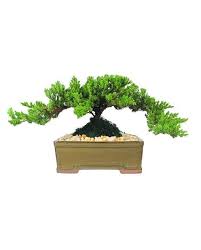 Check spelling or type a new query. Meduim Bonsai Tree For Delivery In Houston Area