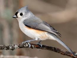 Identification Birds Of Texas Hill Country Tufted Titmouse On A Branch Animals Beautiful Nature Animals Beautiful Birds