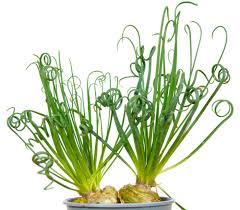 Image result for Albuca sp. no. 1