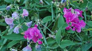Download in under 30 seconds. Winter Care Of Sweet Pea Vine Melinda Myers