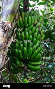 Image result for Musa acuminata