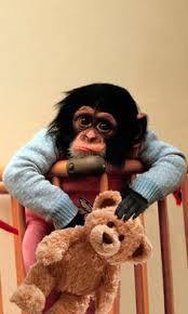 We did not find results for: 43 Chimpanzees In Clothes Ideas Chimpanzee Chimp Monkeys Funny