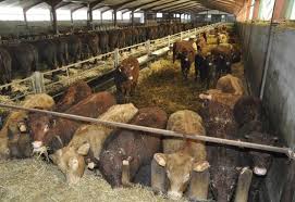 D'interaction avec l'alimentation ont montré qu'au froid les animaux valorisent bien les aliments riches en fibres alors qu'au chaud les meilleures performances sont obtenues avec des rations concentrées en énergie. Au Gaec Panis Dans Le Cantal Nous Essayons D Acheter Le Moins Possible Reussir Bovins Viande