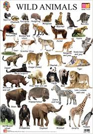 Buy Wild Animals Educational Wall Charts Book Online At