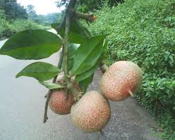 Image result for Pentadiplandraceae