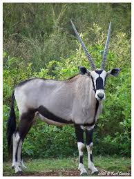 Treknature Gemsbok Photo African Animals Africa Wildlife Unusual Animals