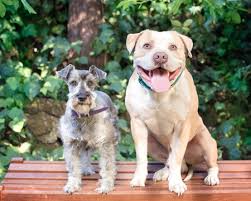 Early detection and treatment of disease as. Veterinarian In San Anselmo Ca Ross Valley Veterinary Hospital