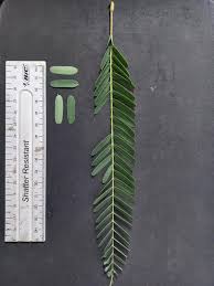 Image result for Sesbania macrantha