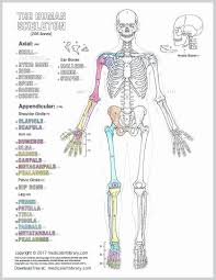 Appendicular Skeleton Worksheet Answers Human Anatomy Drawing Book Pdf Free Download In 2020 In 2020 Human Body Diagram Anatomy Coloring Book Anatomy Bones