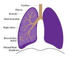 A lung transplant is a surgical procedure that involves removing a person's diseased lung and replaces it with a healthy one from a donor. Lung Transplant Living