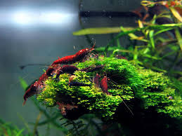 Tiger Am Tag Aquarium Freshwater Aquarium Shrimp Shrimp Tank
