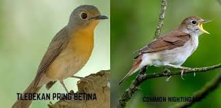 Tips membedakan burung cendet kembang jantan dan betina, burung candet kembang jantan, berwarna itam dari kepala. Burung Sikatan Londo Si Penyanyi Malam Yang Bersuara Merdu Kumparan Com