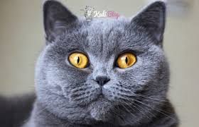 British Shorthair Icin En Iyi 5 Kedi Mamasi 2020 Kedi Blog