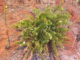 Image result for Grewia decemovulata