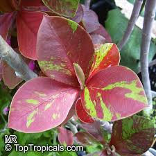 Image result for Euphorbia umbellata