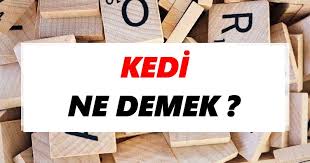 Kedi Ne Demek Kedi Tdk Sozluk Anlami Tdk Anlami Haberleri